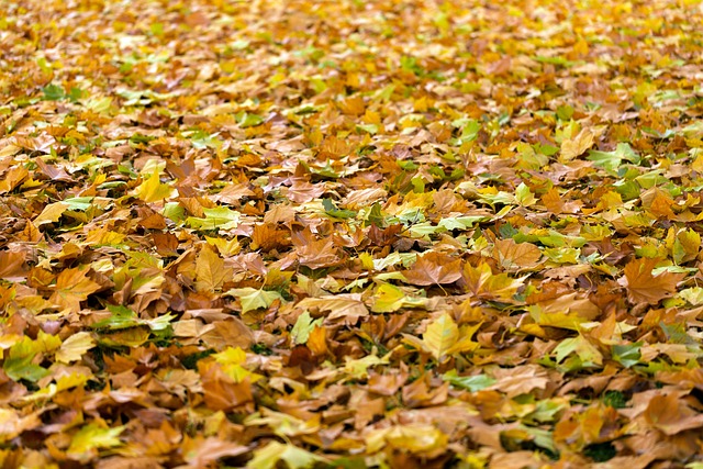Leaves on ground. Fall tips to prevent a fall.