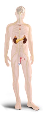 Glandular System Zone Technique