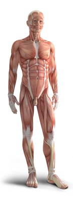 muscular system zone technique