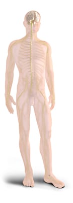 Nervous System Zone Technique